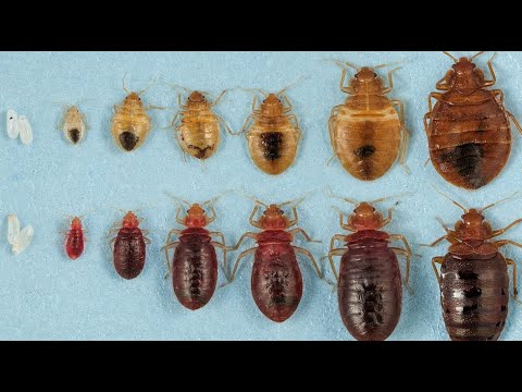 bed bugs lifecycle